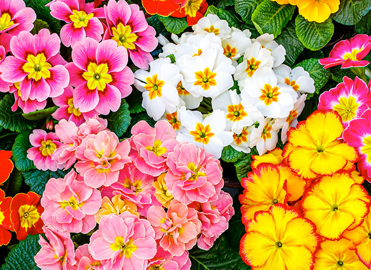 Brightly colored flowers, including pink, white, and yellow blooms, are clustered closely together, with vibrant green leaves peeking through, creating a vivid, lush garden display.