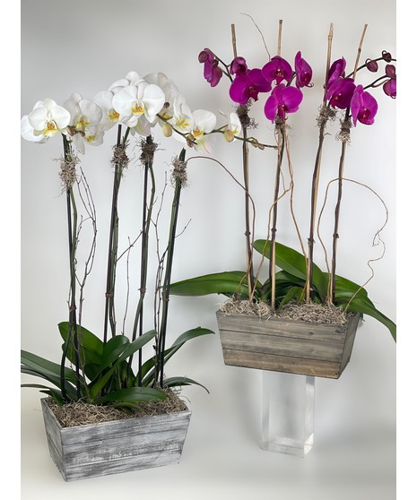 Double Phalaenopsis Orchid Plant