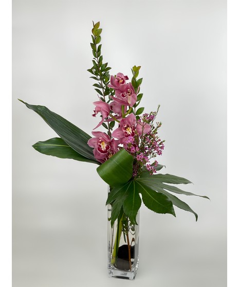 Cymbidium Orchid Beauty