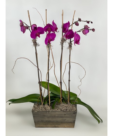 orchid plant