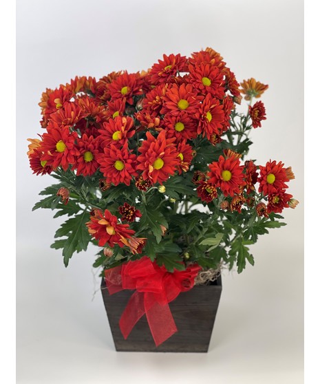 chrysanthemum plant in basket